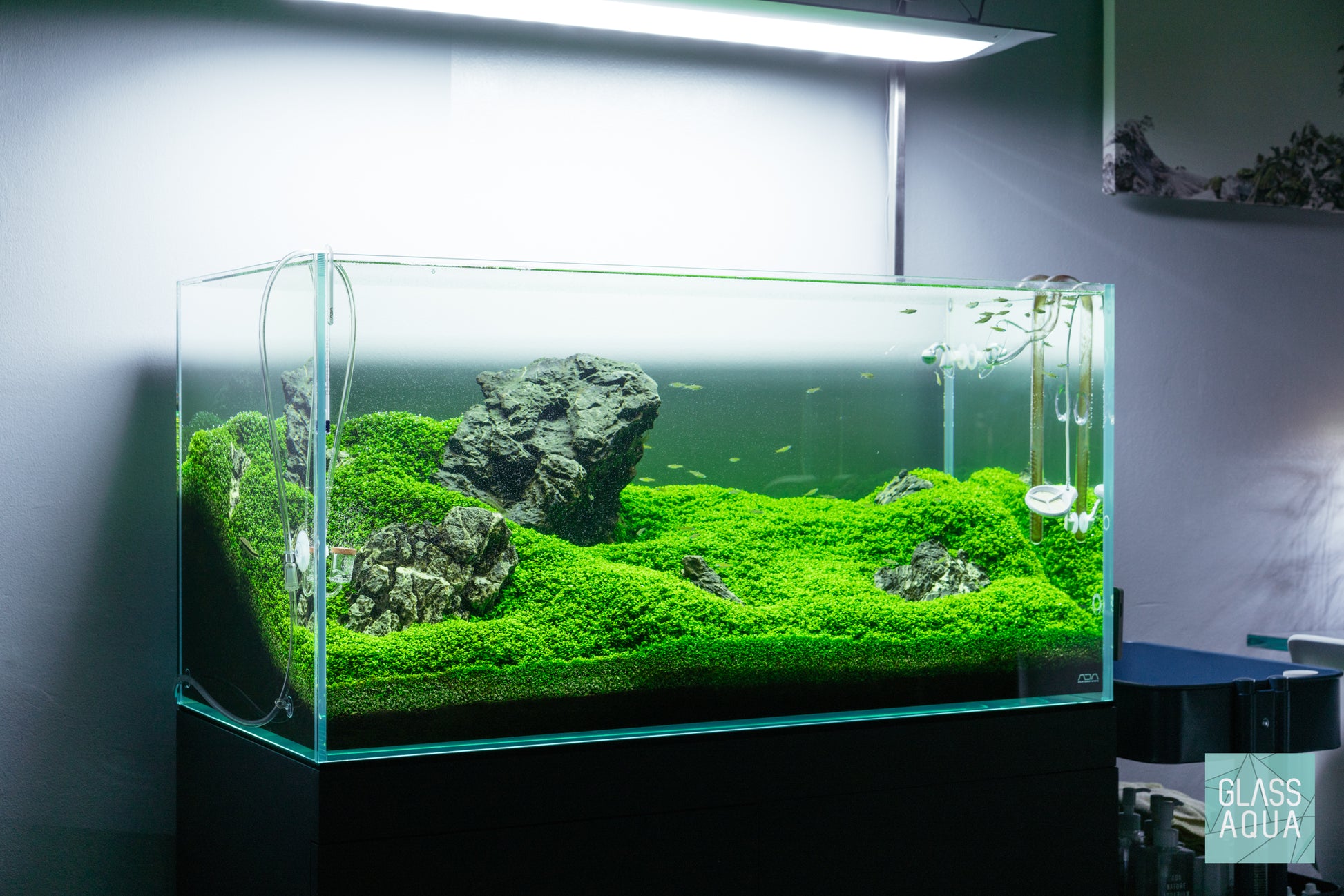 Micranthemum 'Monte Carlo’ - Glass Aqua