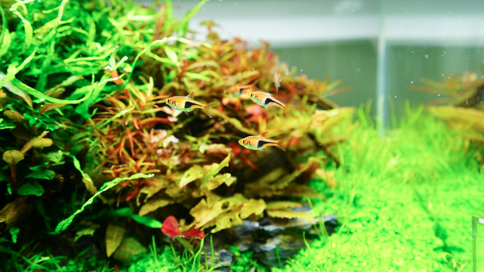 Chihiros LED Light - AII Series - Glass Aqua