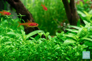 Ember Tetras in UNS 5N nano rimless planted aquarium - Glass Aqua