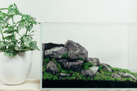 UNS 5N Nano Rimless Tank Hardscape Layout