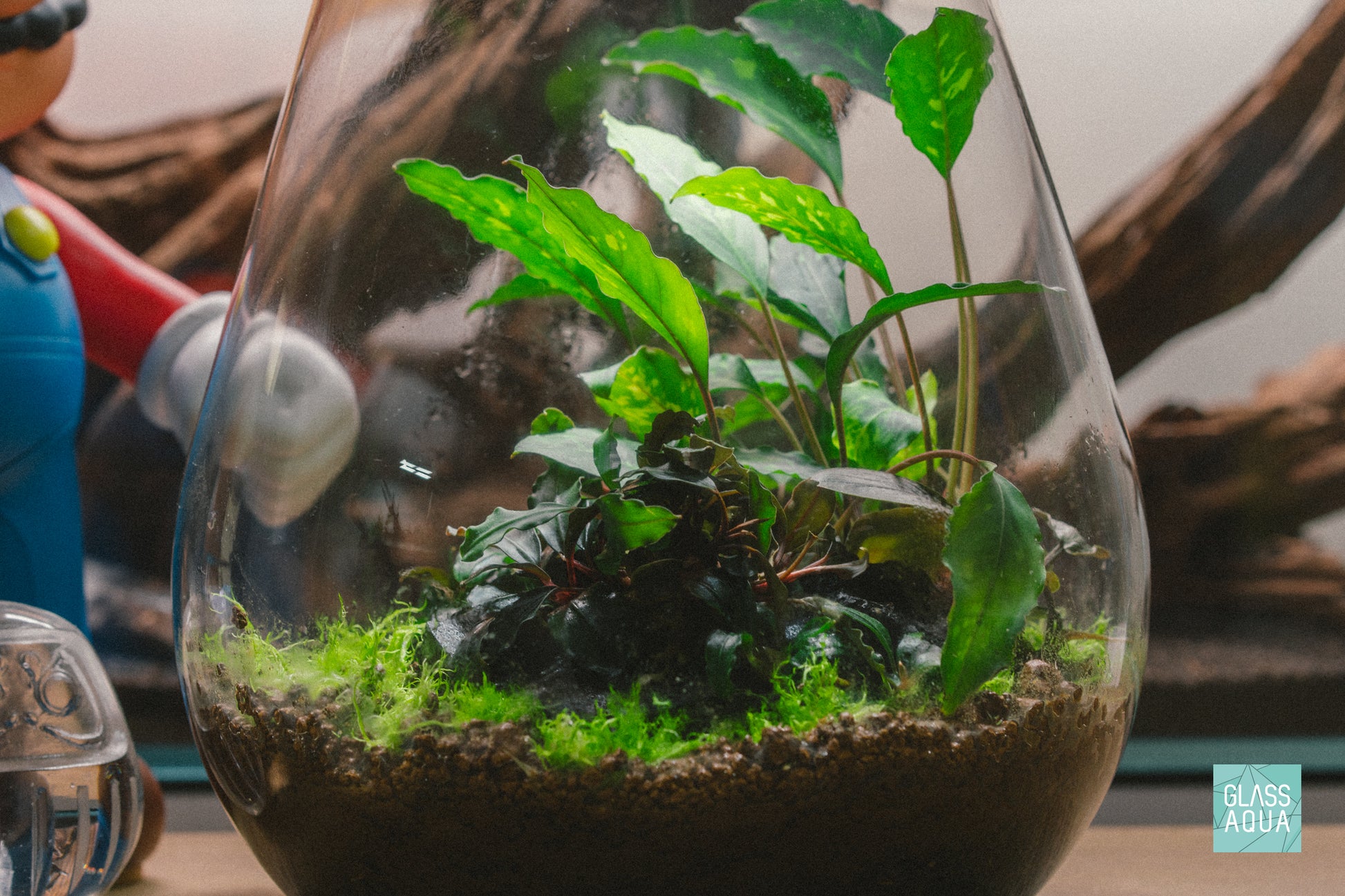 Bucephalandra Mini Coin Aquarium Plant
