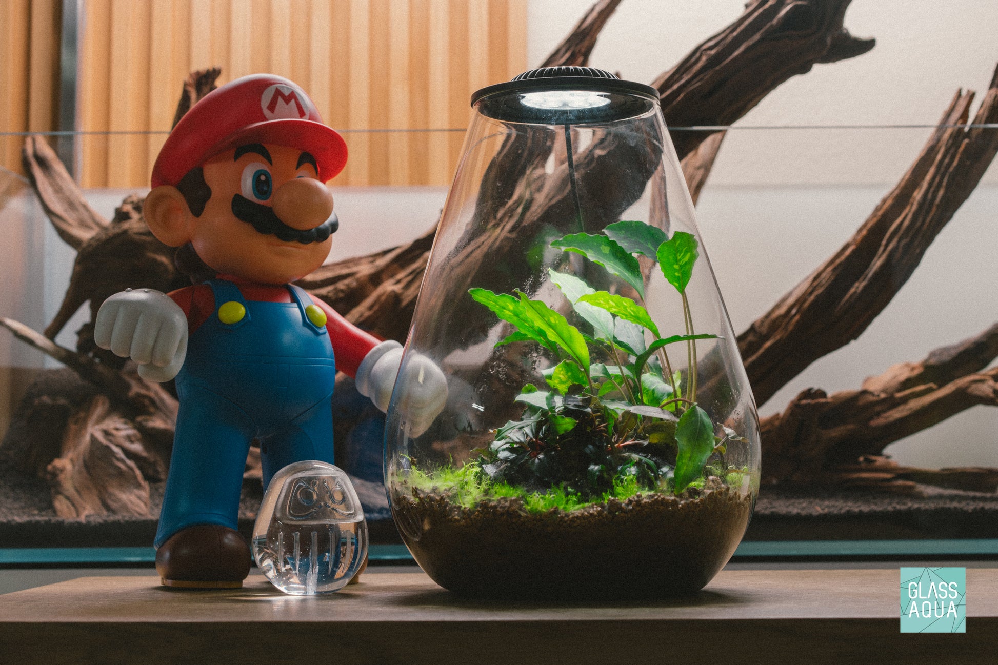 Bio Bowl Terrarium - DIY Terrarium Kit, Planters | Shop Glass Aqua