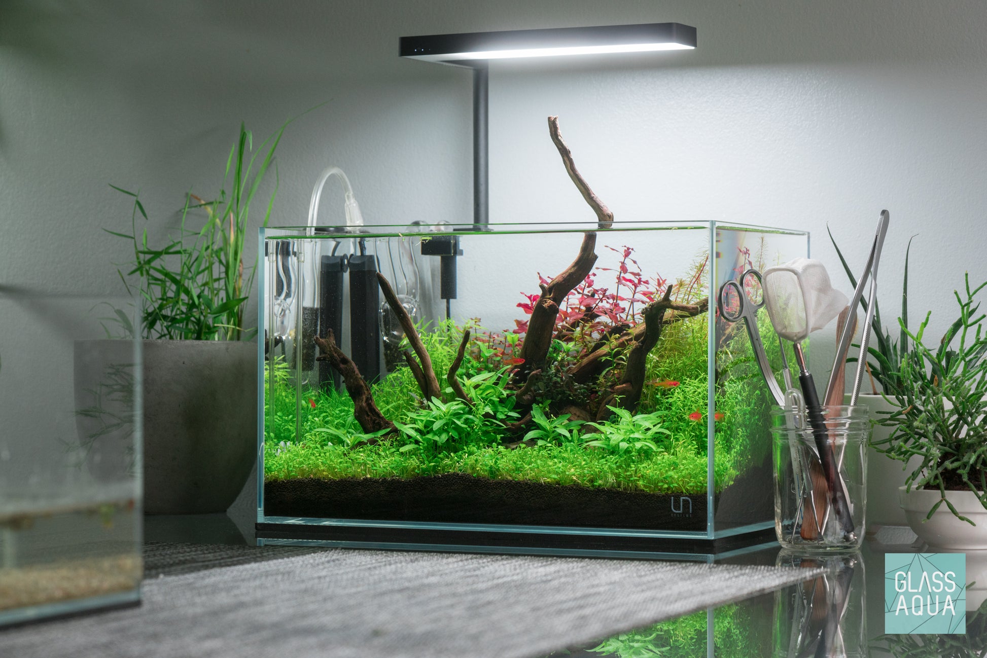 Pacific Wood Nano in nano planted aquarium tank nature aquarium style
