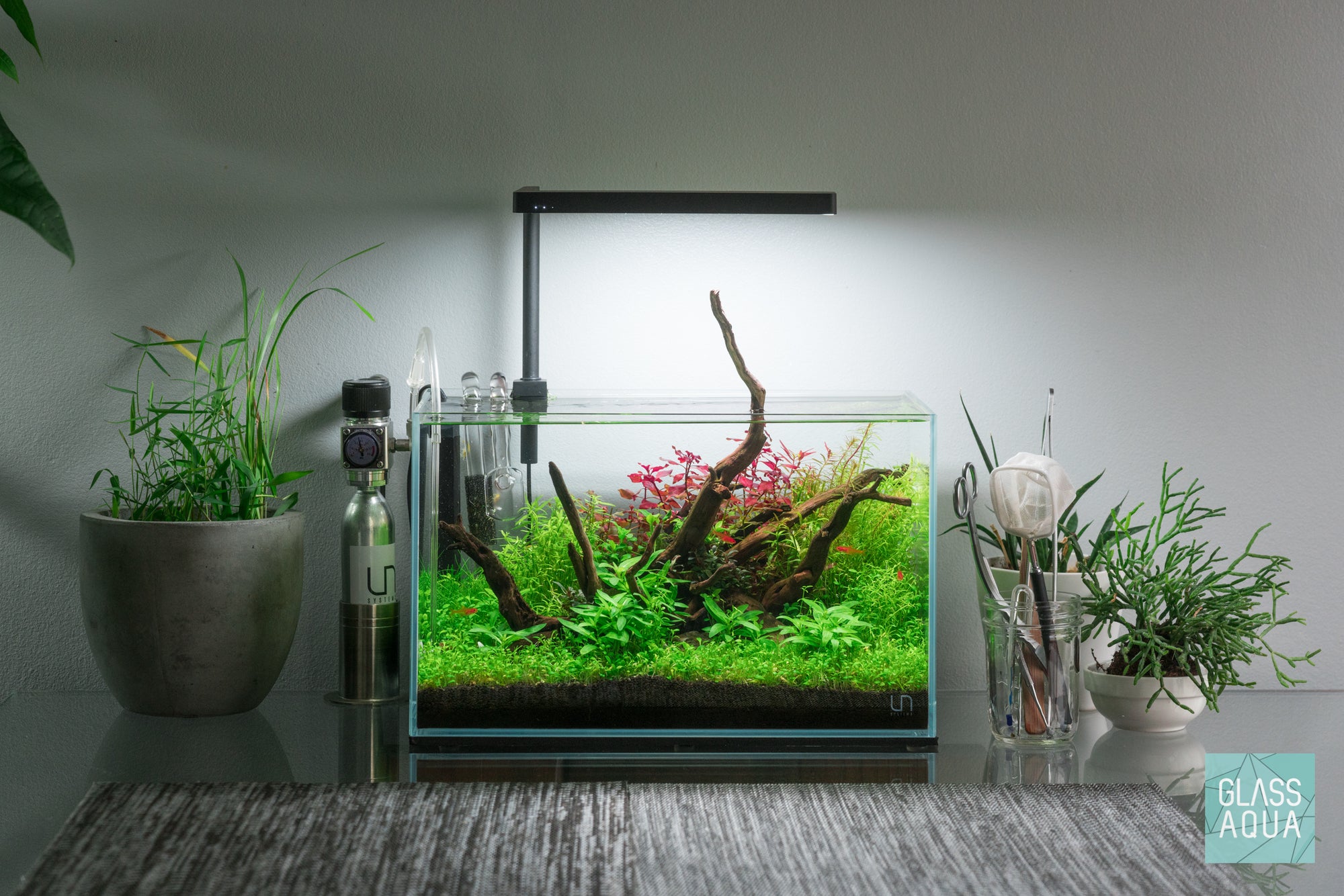 Nano planted aquarium by Glass Aqua with live aquatic plants and spider wood