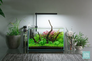 Nano planted aquarium by Glass Aqua with live aquatic plants and spider wood