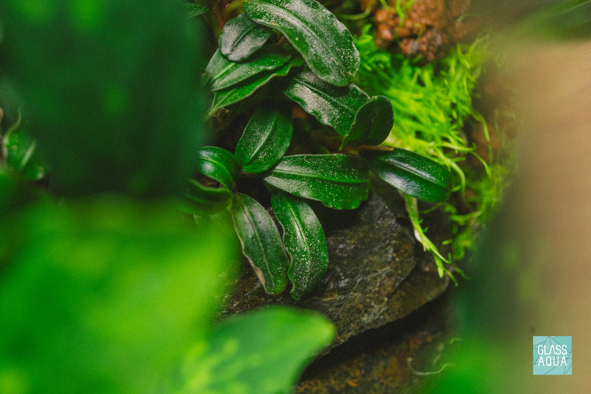 Bucephalandra Mini Coin Aquarium Plant