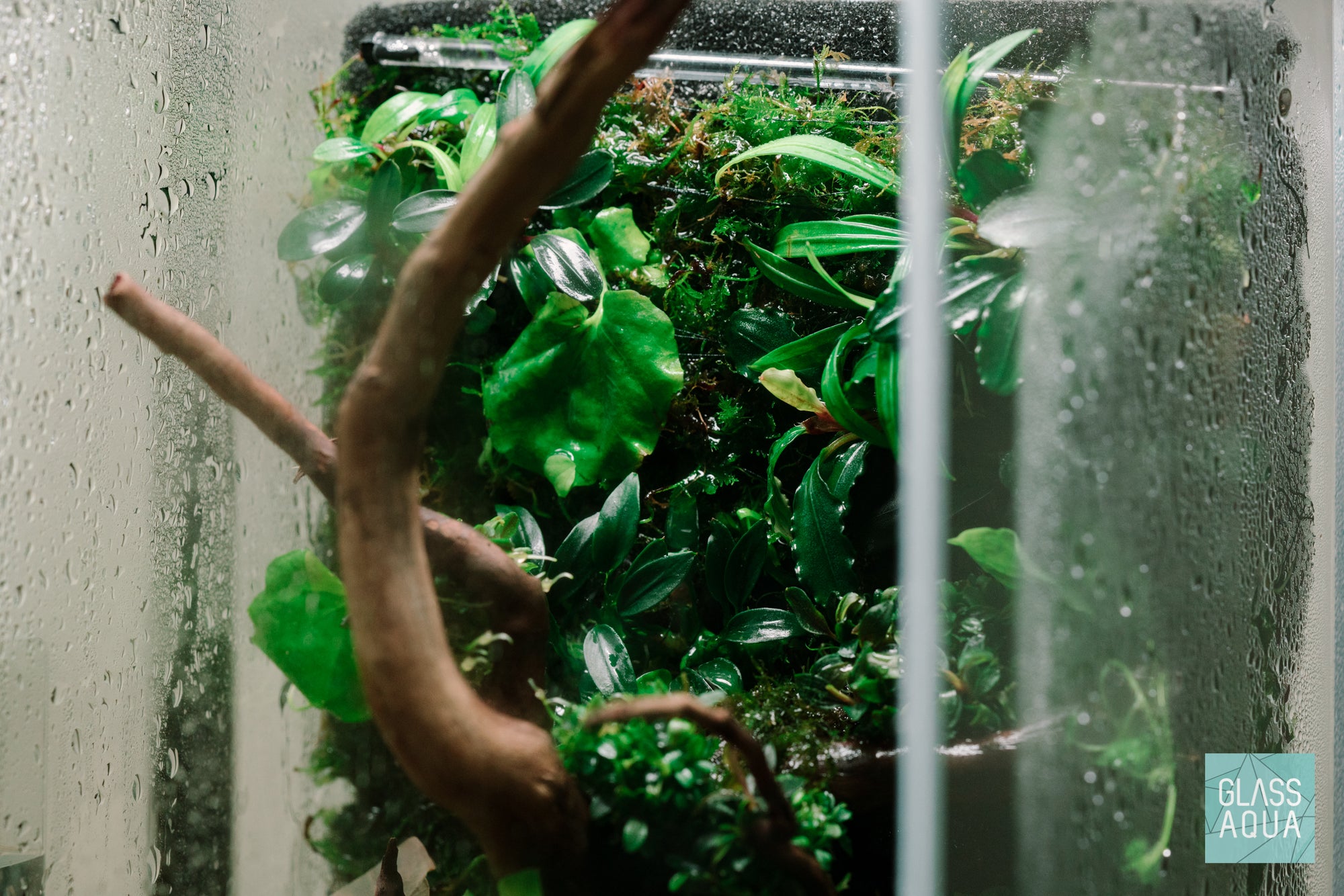 DIY Paludarium with Anubias and Bucephalandra by Glass Aqua