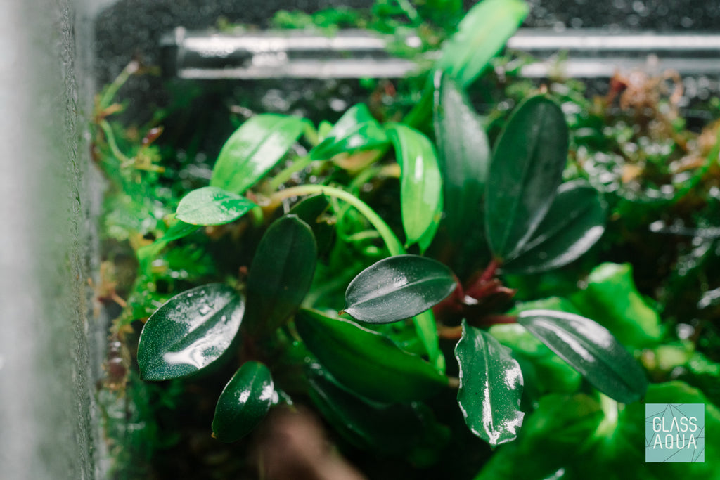 Terrarium Aquarium Jungle Plant Pack