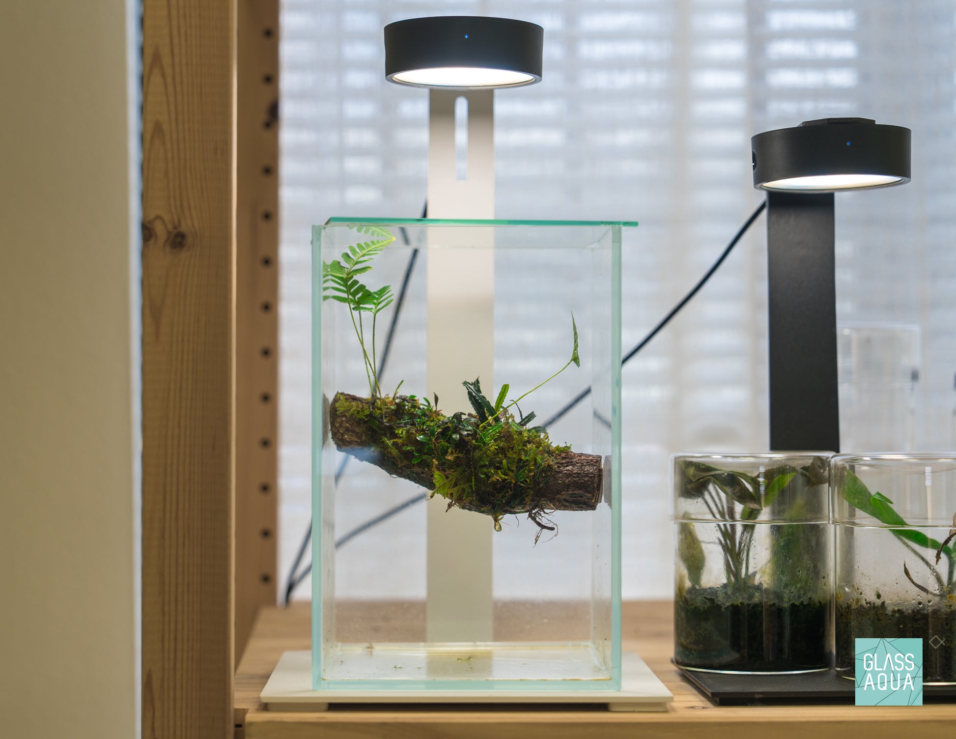 Desktop tall planted aquarium kit turned into terrarium with an added glass lid