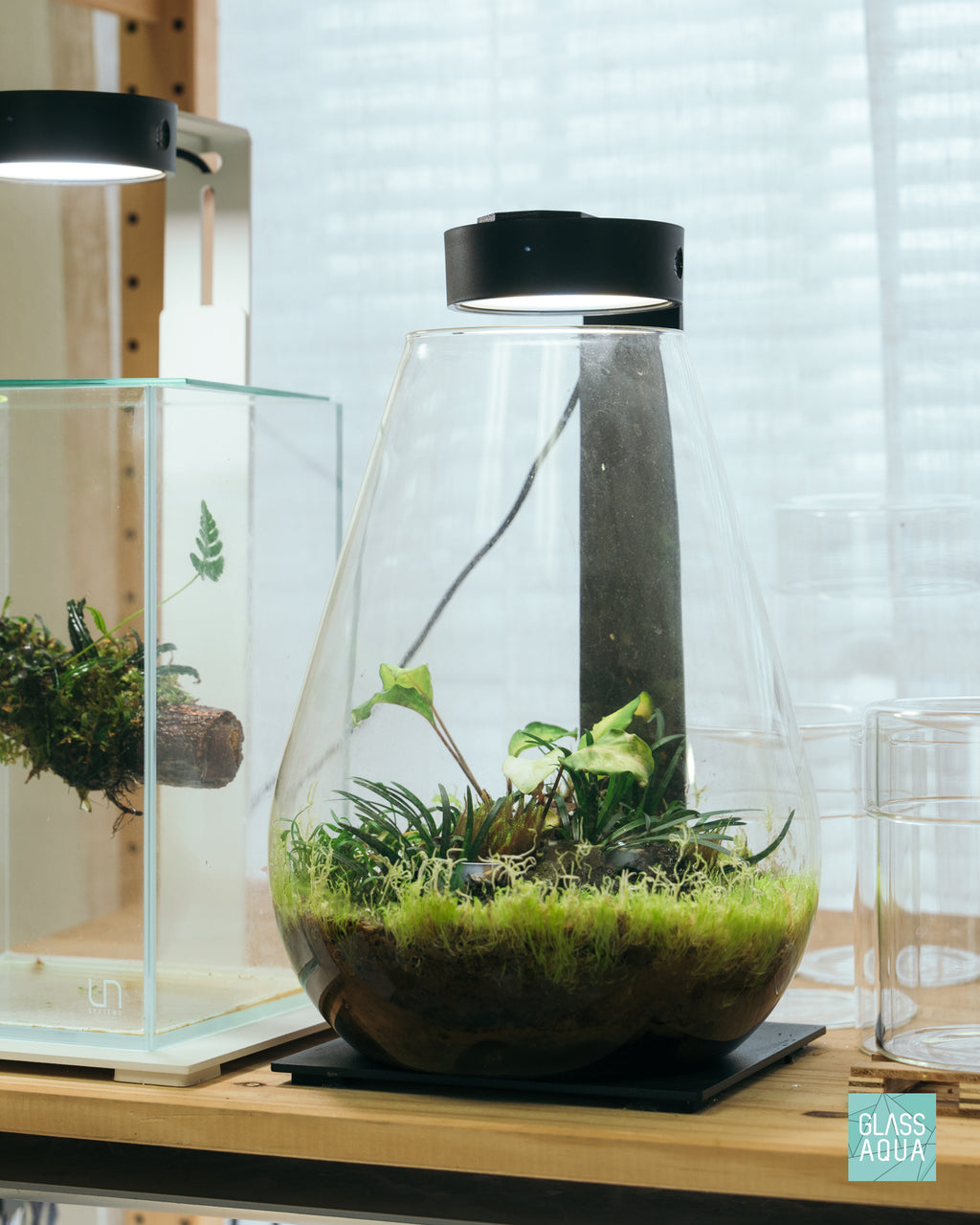 octopus plant terrarium Ophiopogon Pusillus Dwarf Mondo Grass