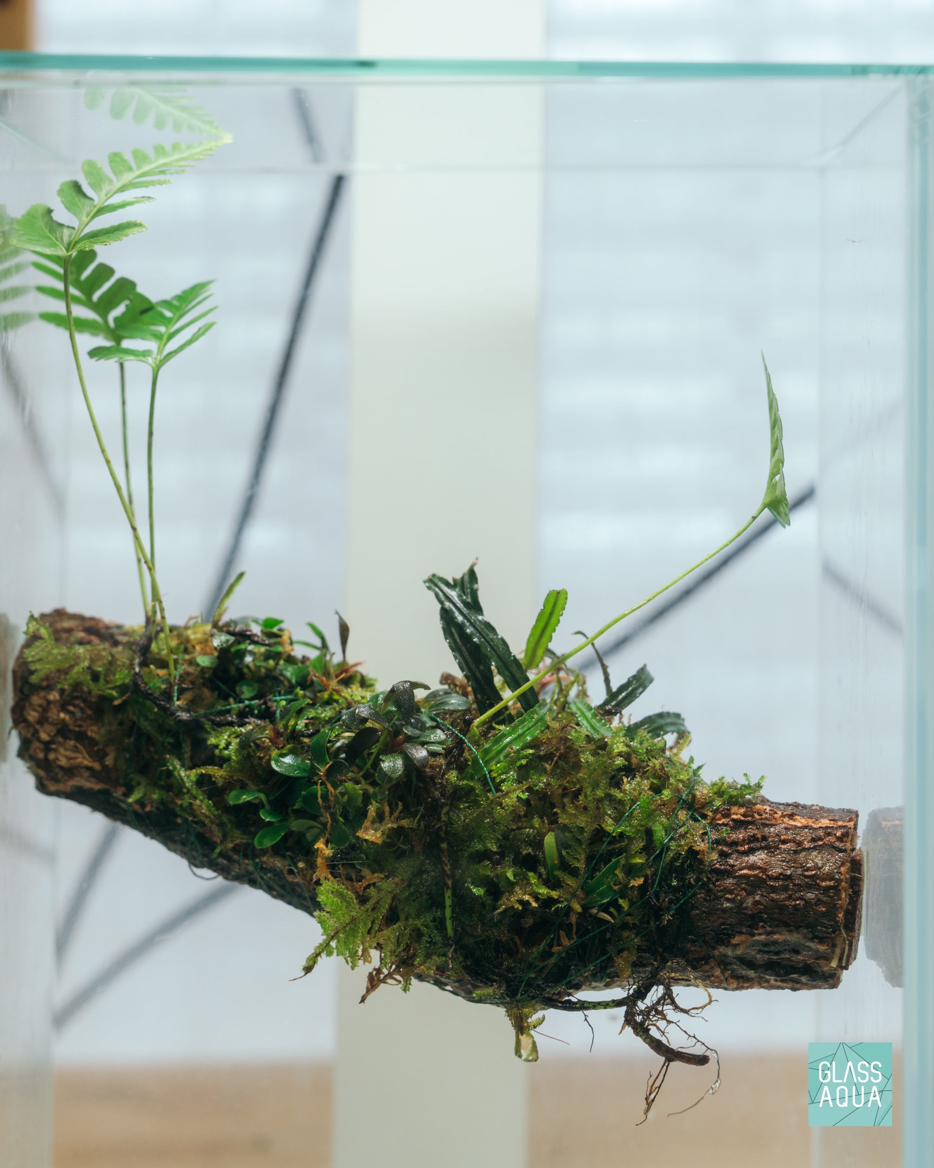 Aquarium moss covered log wood hardscape inside of the desktop tall aquarium starter kit