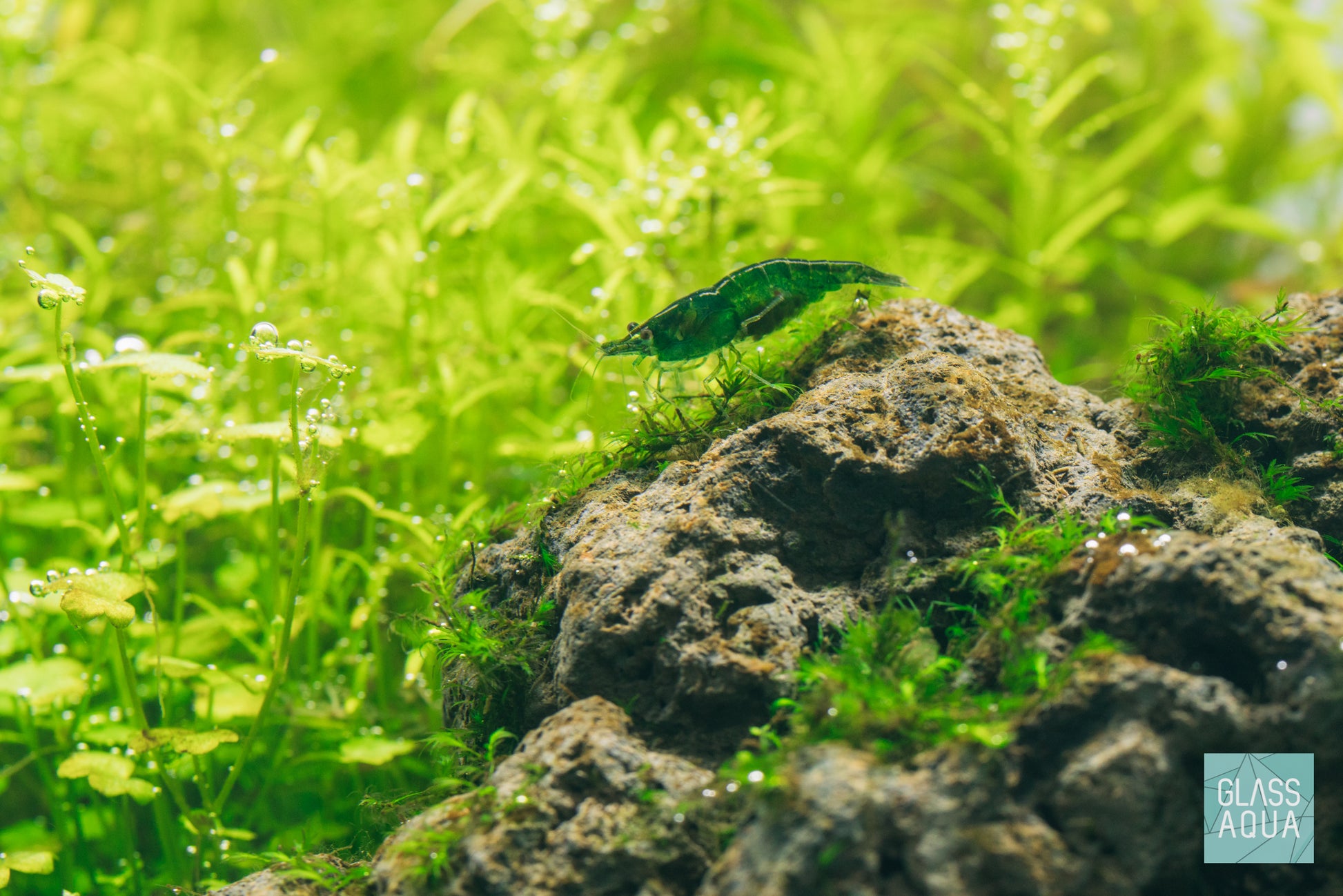 Green Jade Shrimp