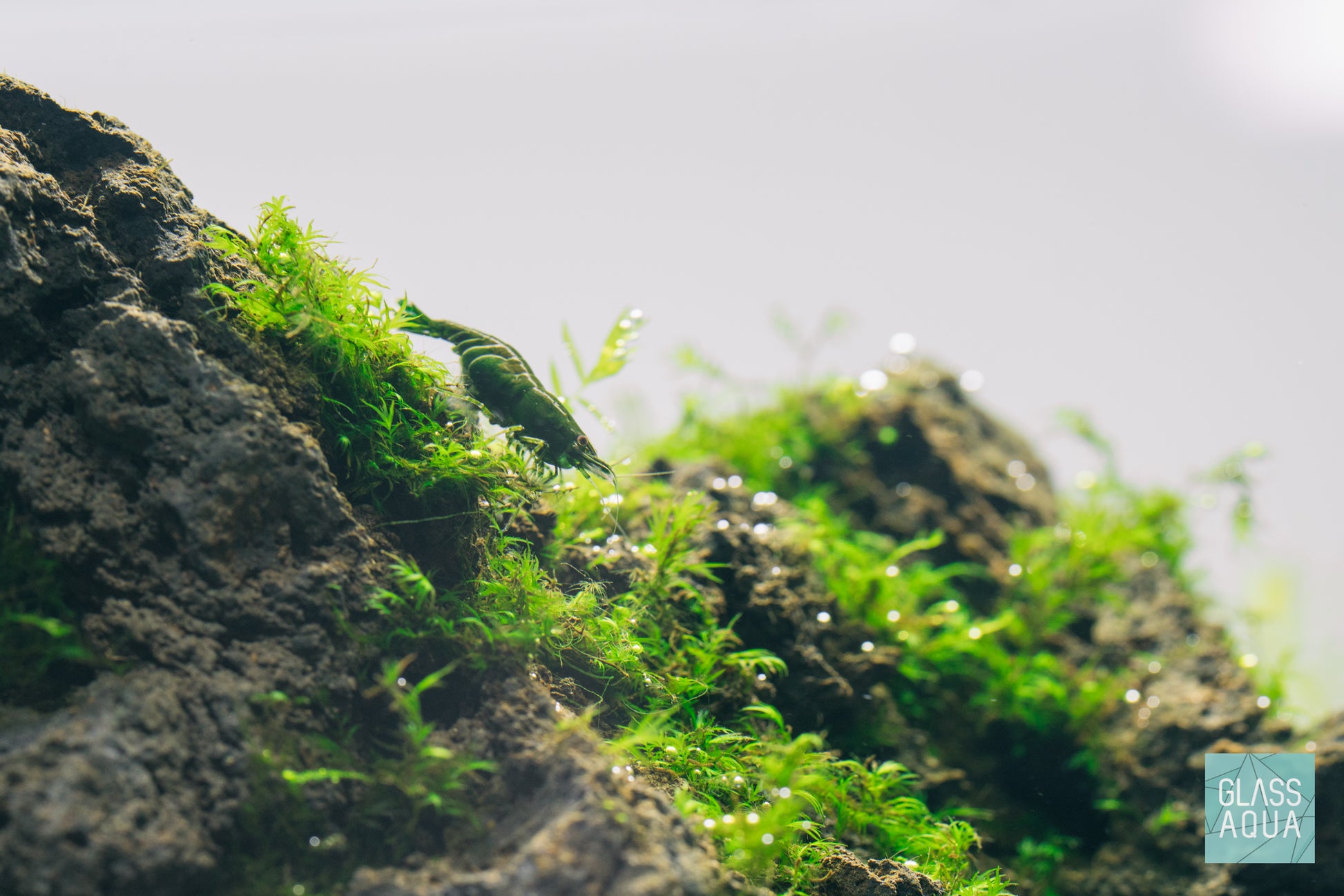 Green Jade Shrimp