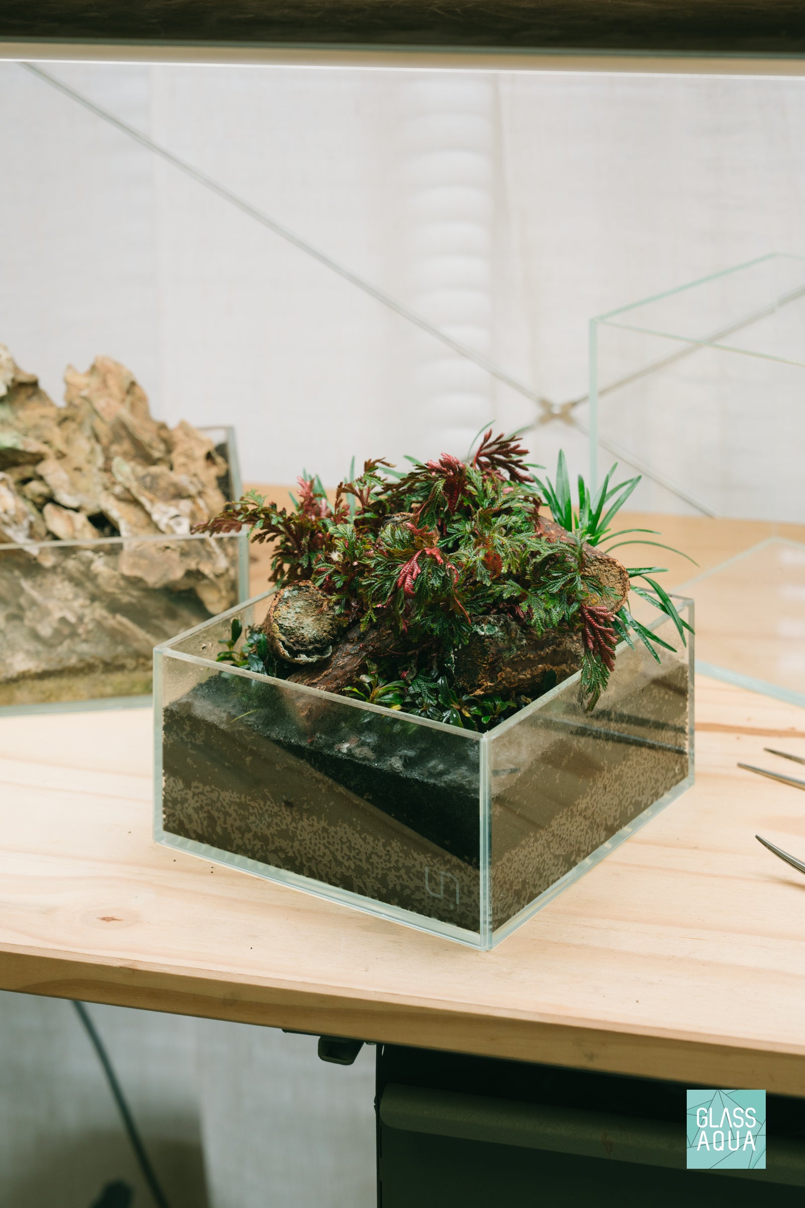 A miniature open top terrarium in the UNS rimless 16S shallow tank with log wood hardscape and terrarium plants