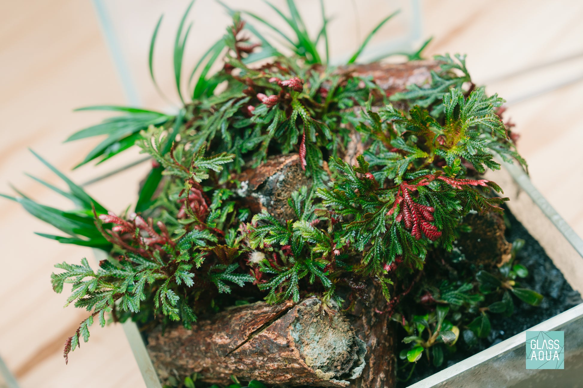 Selaginella ruby red growing on top of natural log wood in the UNS shallow 16S rimless aquarium
