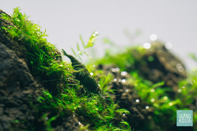 Freshwater neo caridina shrimp on top of fissidens fontanus moss attached to icelandic lava rock