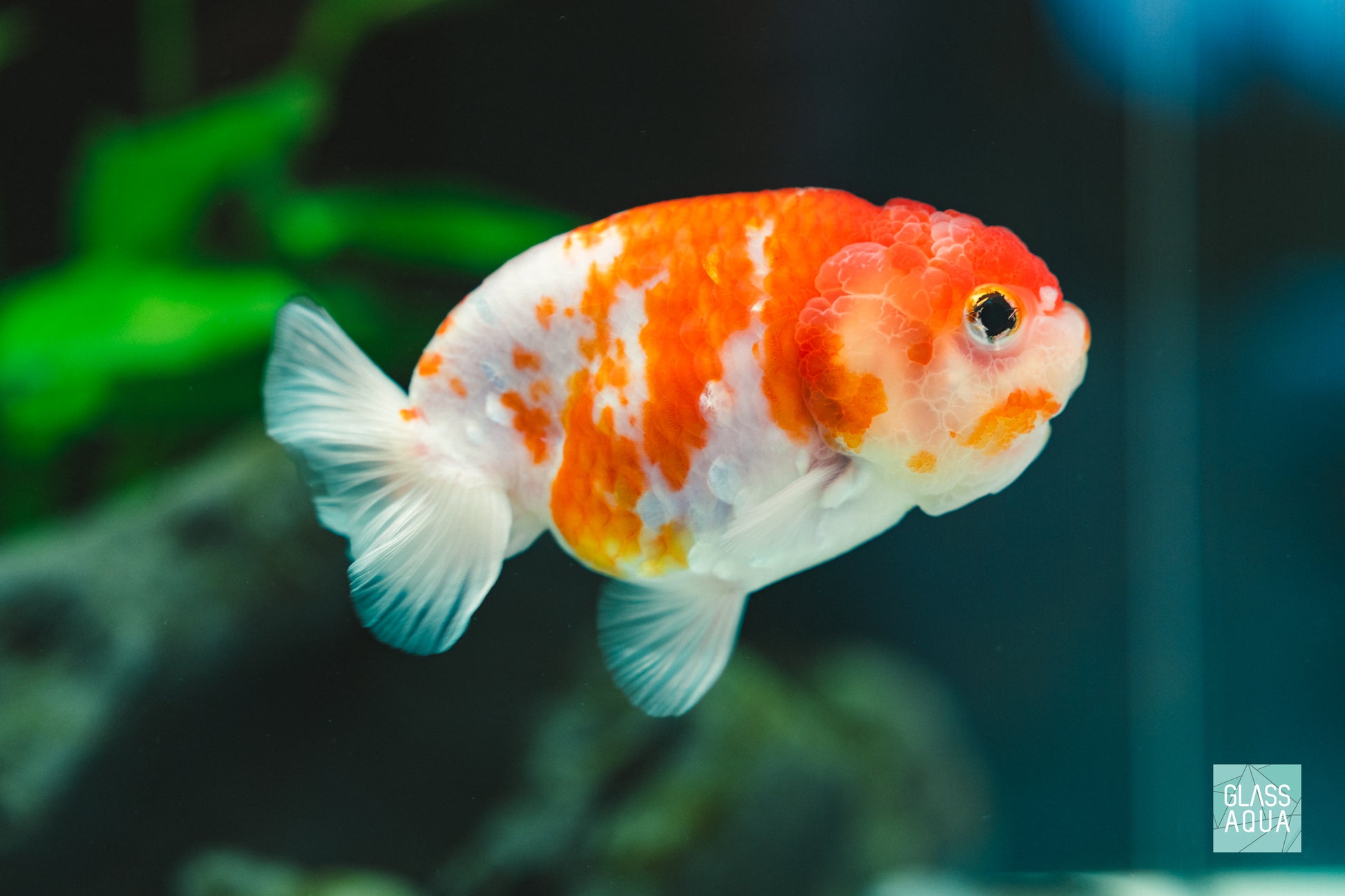 Goldfish Food - Ultra Fresh Aquarium Goldfish Premium Pellet Fish Food