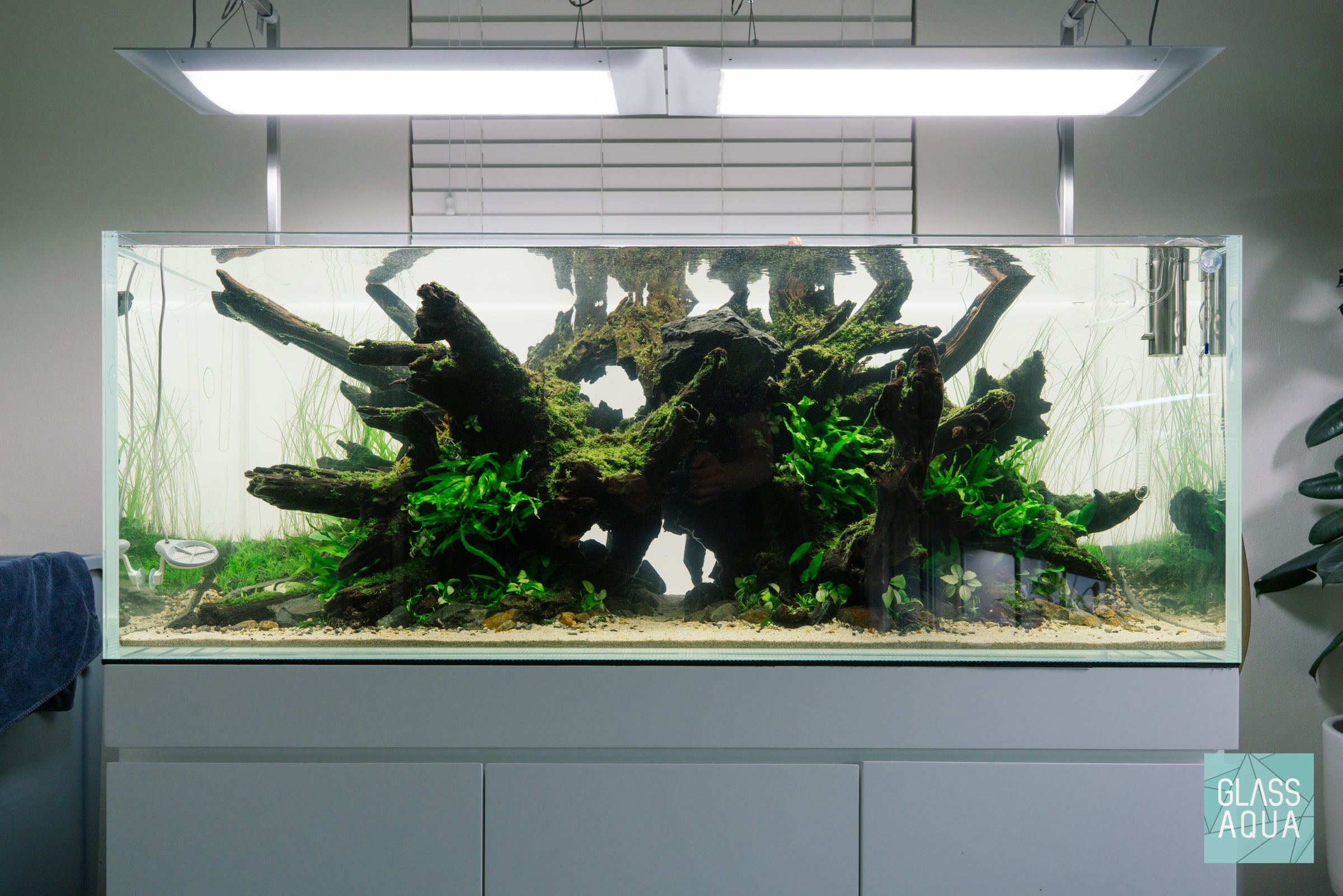 Phoenix Rising - ADA 120P Planted Aquarium | Glass Aqua