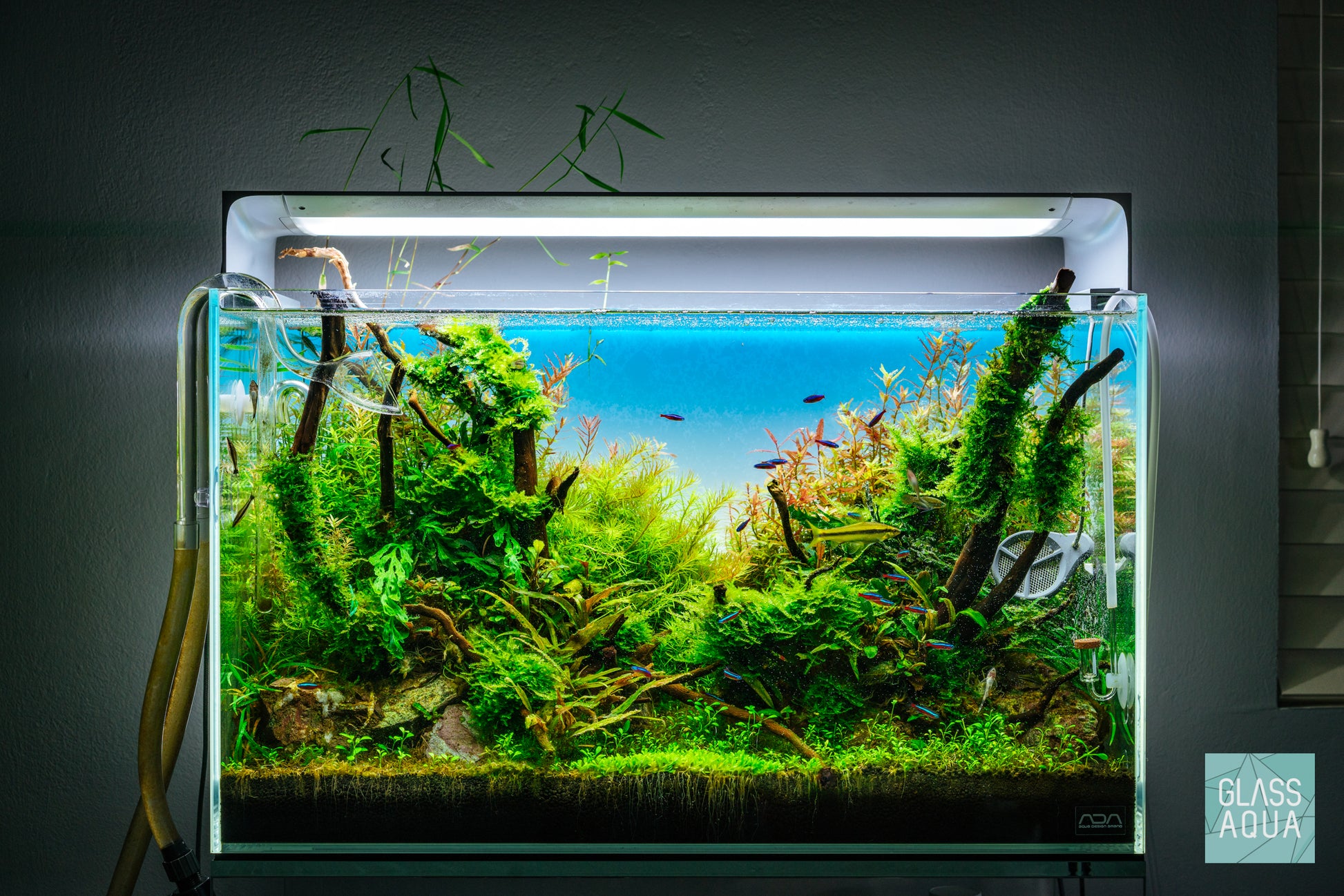 Spider Wood - Glass Aqua