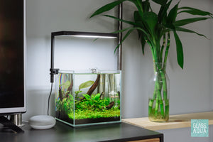 UNS 20C 2.1 gallon cube aquarium by Glass Aqua