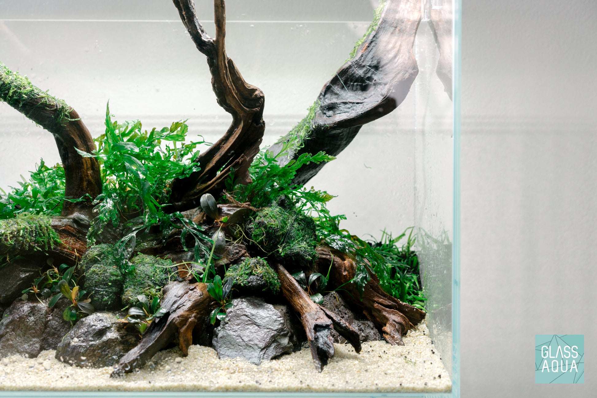 Planted aquarium with manten stone at the base of malaysian driftwood and live aquatic plants