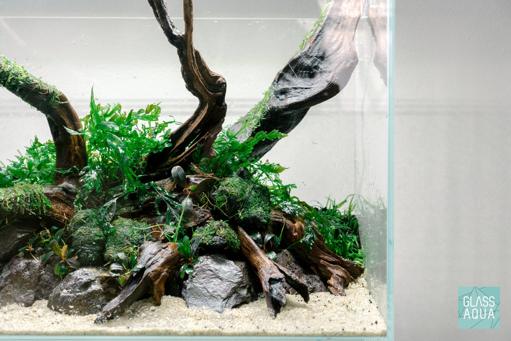 Planted aquarium with manten stone at the base of malaysian driftwood and live aquatic plants