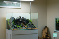 Ultum Nature Systems 60U Brazilian Style Iwagumi Aquascape Planted Aquarium Tank