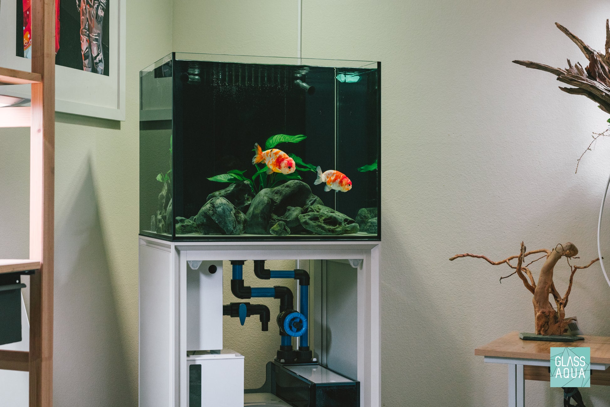 Fancy ranchu goldfish Ultum Nature Systems Reef System aquarium tank