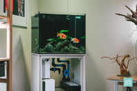 Fancy ranchu goldfish Ultum Nature Systems Reef System aquarium tank