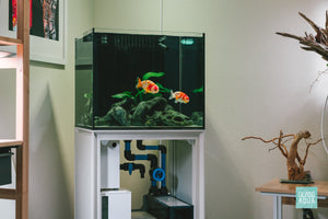 Fancy ranchu goldfish Ultum Nature Systems Reef System aquarium tank