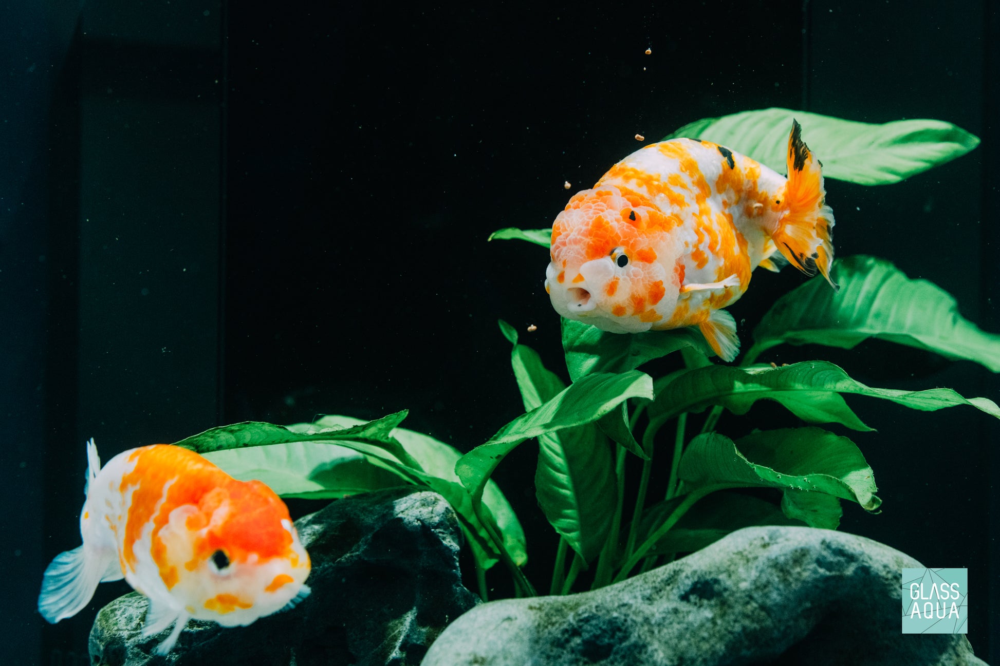 Goldfish Food - Ultra Fresh Aquarium Goldfish Premium Pellet Fish Food