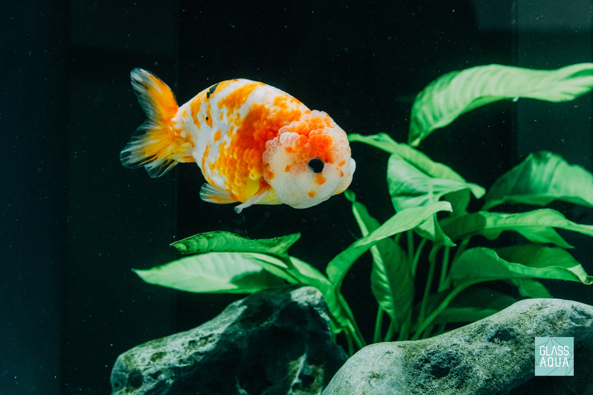 Anubias Heterophylla - Mother Plant - Glass Aqua