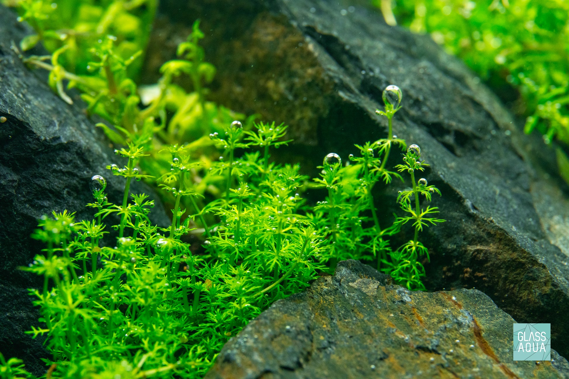 Myriophyllum Elatinoides Mini pearling in a planted aquarium