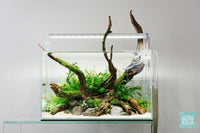 UNS 45U planted aquarium by Glass Aqua