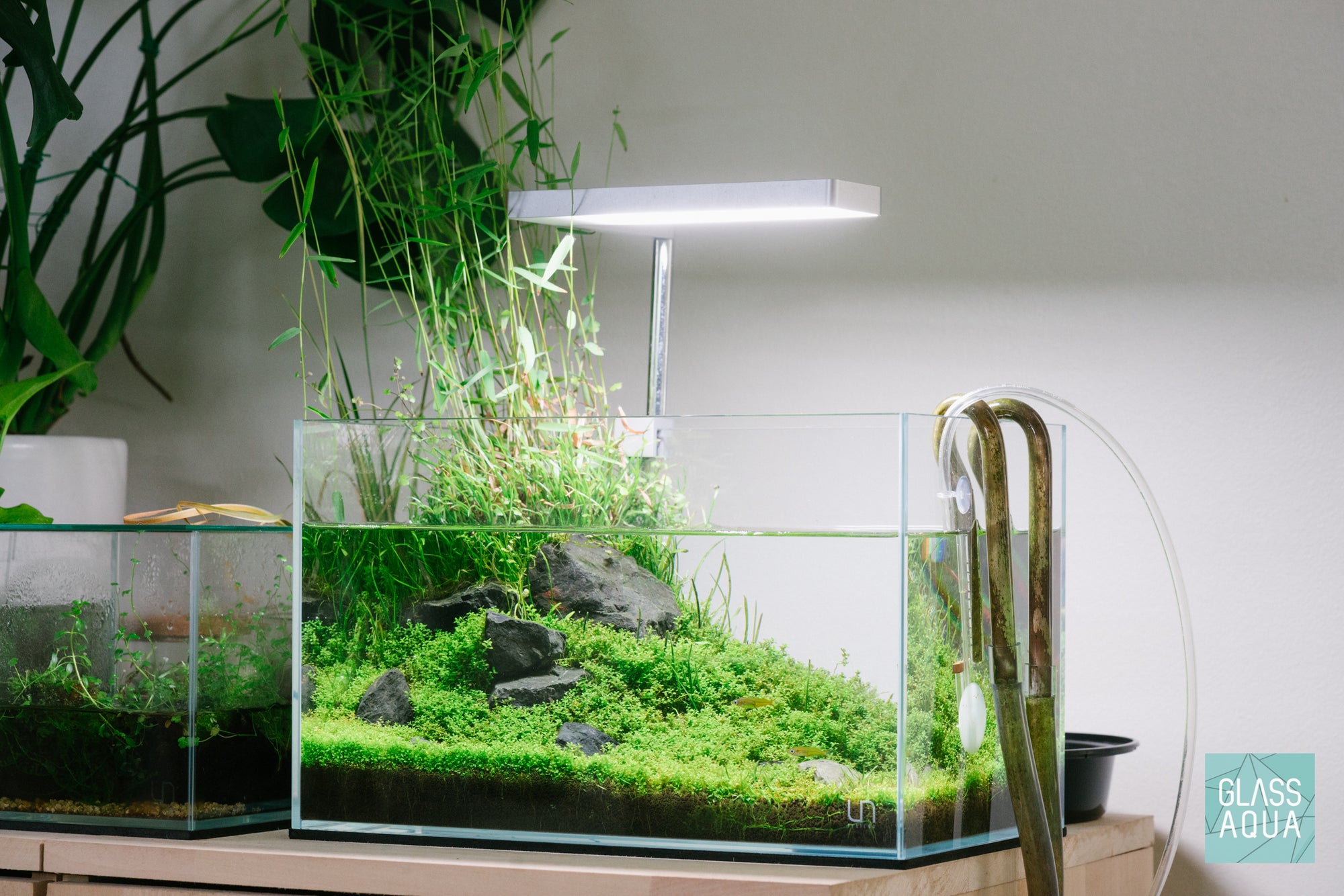 Pond-Inspired Planted Tank Layout in UNS 5N Nano Rimless Aquarium