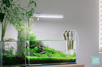 Minimalist Aquascape with Rice Fish in the Ultum Nature Systems 5N Rimless Aquarium