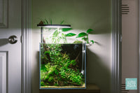 Blue Dream Shrimp - Glass Aqua