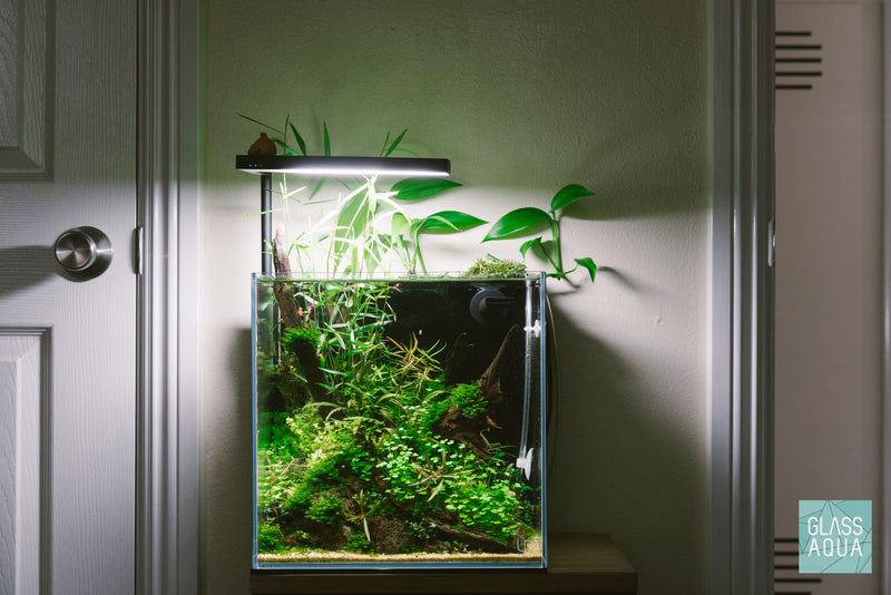 Blue Dream Shrimp - Glass Aqua
