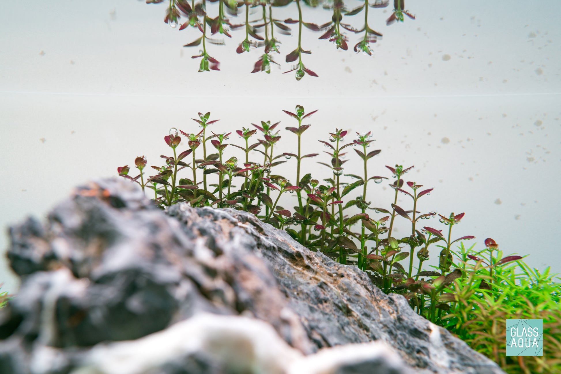Rotala Florida Sunset Ramosior Aquarium Stem Plant | Shop Rare Rotala Glass Aqua