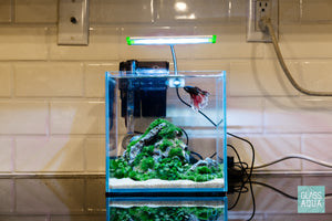 Low light planted betta fish tank in the UNS 20C cube aquarium