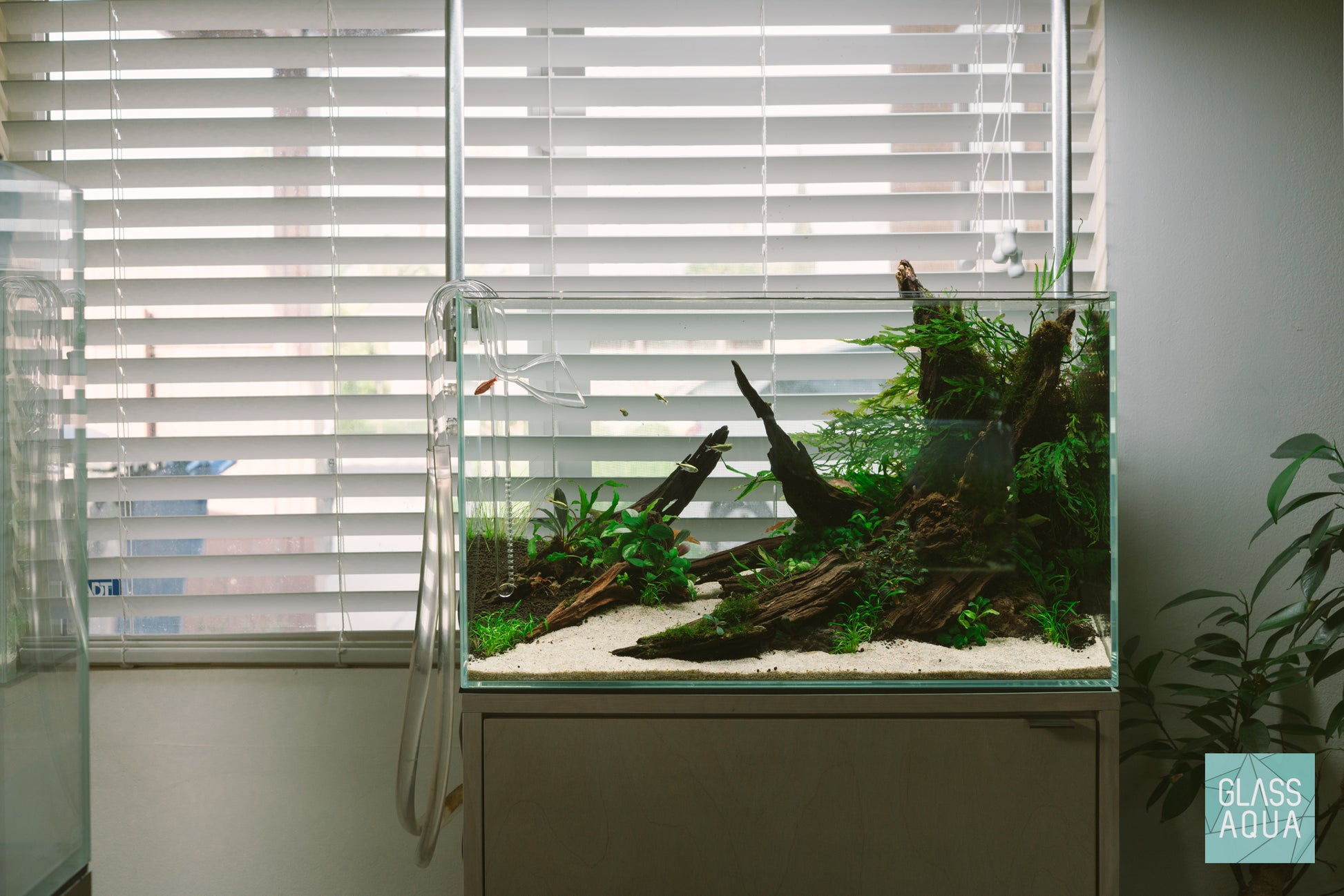 Ultum Nature Systems UNS 60U planted rimless aquarium tank with Malaysian Driftwood and beginner aquatic plants