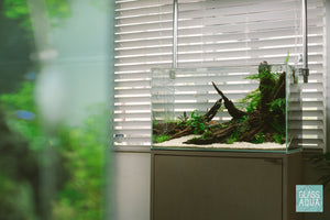 Nature style planted tank in Ultum Nature Systems 60U by Glass Aqua