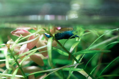 Blue Dream Shrimp - Glass Aqua