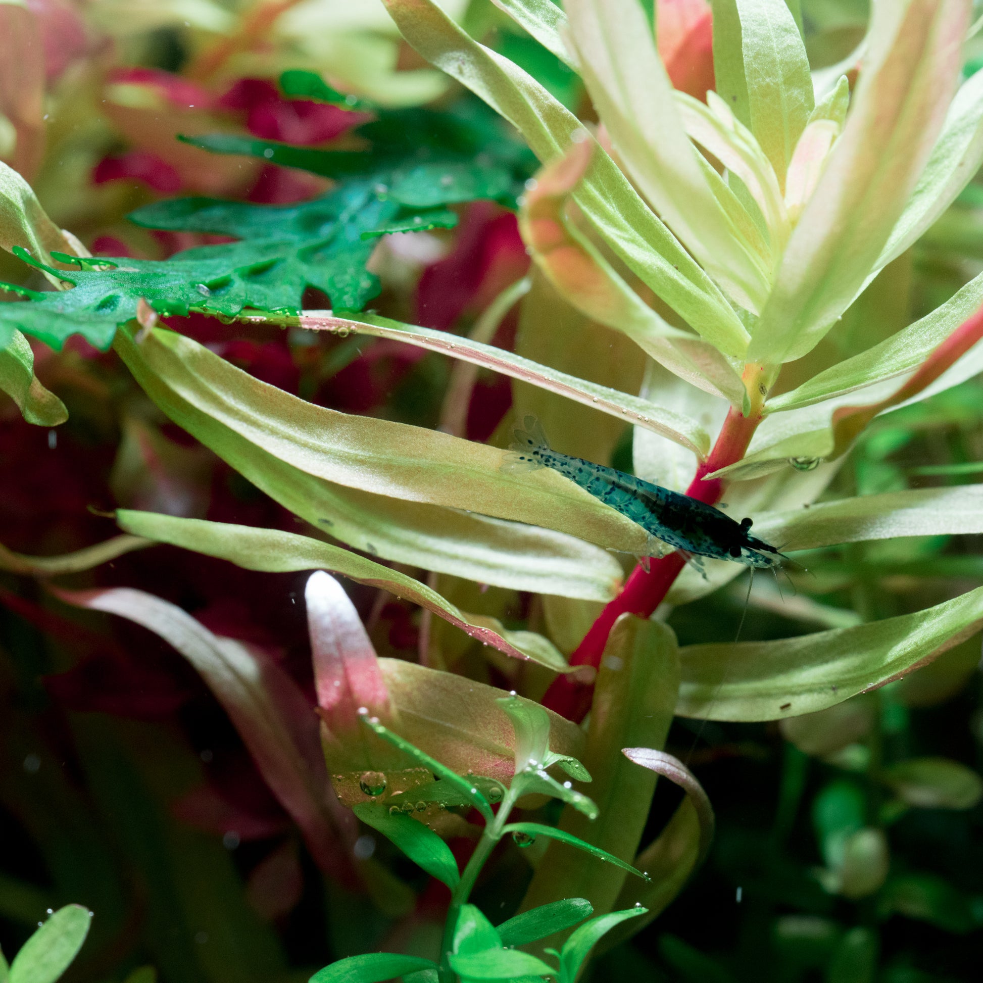 A beautiful golden aquarium plant with pink stems and moderate care.