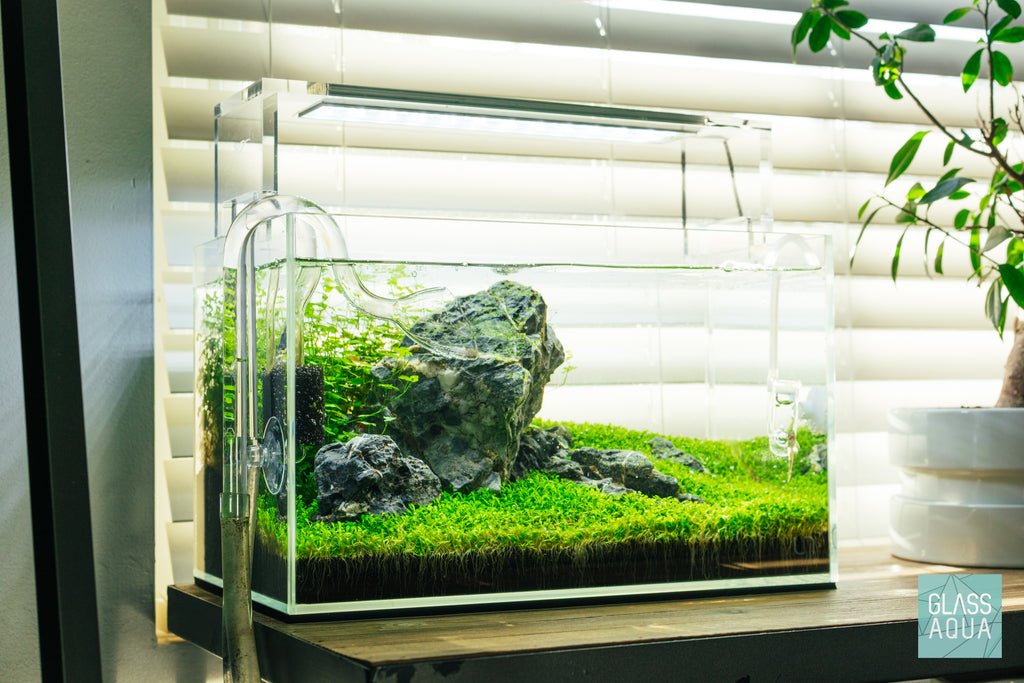 Elatine Hydropiper Aquatic Plant Foreground for Planted Aquarium Tank