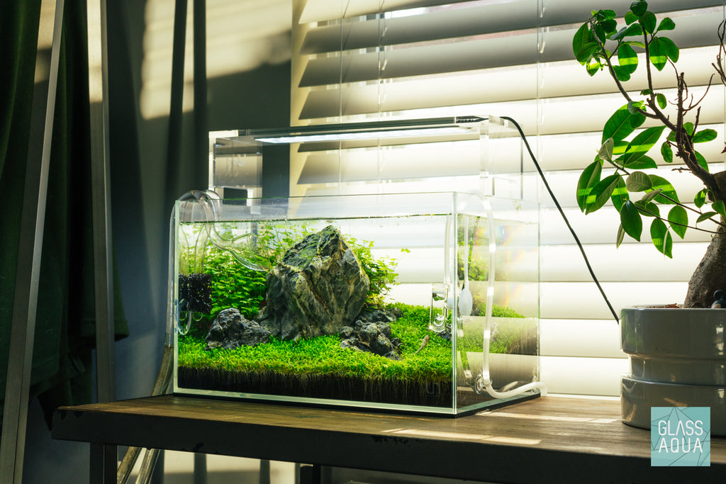 Elatine Hydropiper Aquatic Plant Foreground for Planted Aquarium Tank