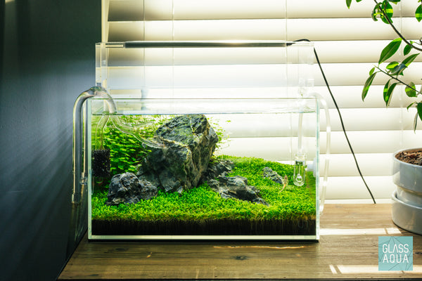 Plant Pile - Iwagumi Aquarium Plant Bundle - Glass Aqua