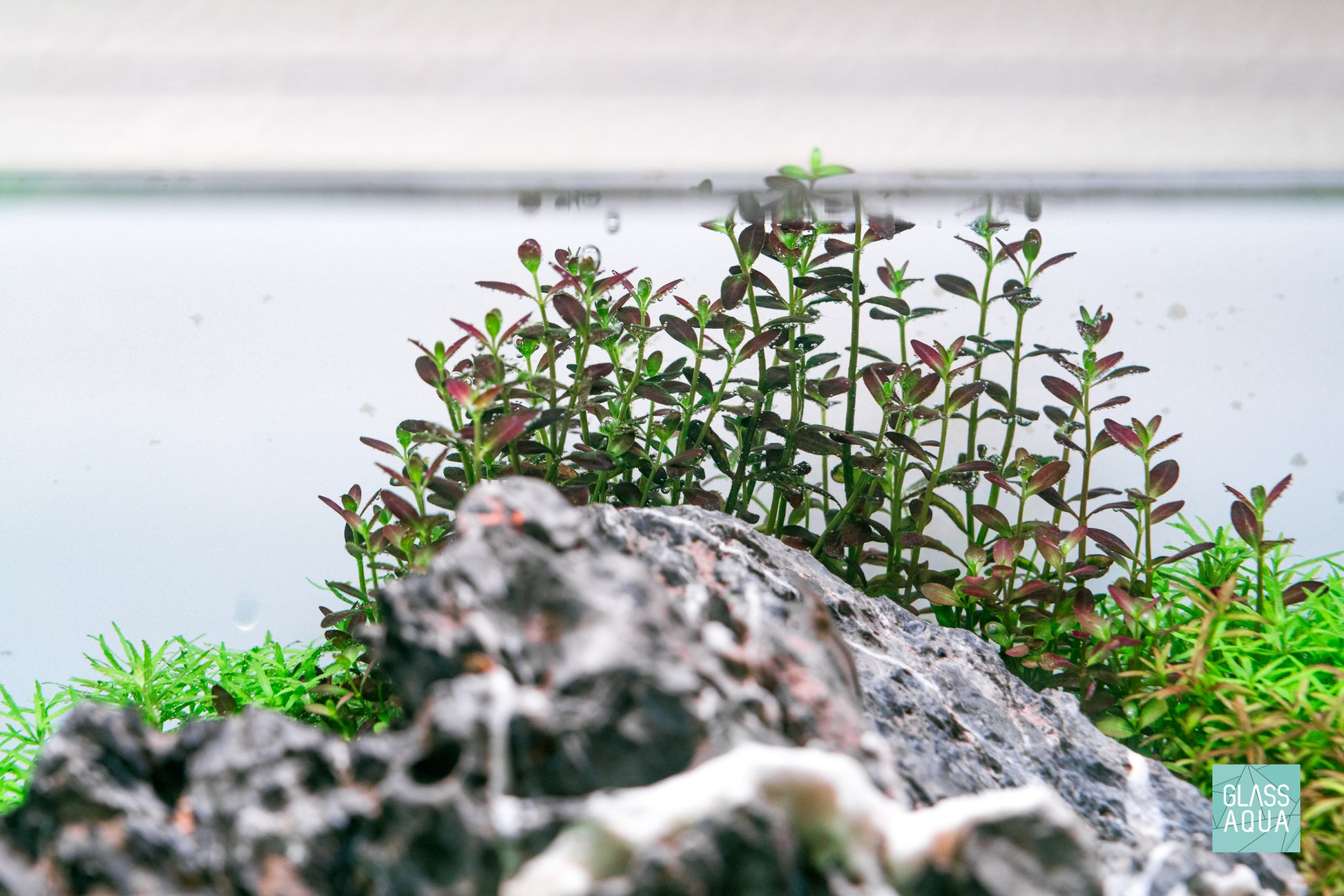 Rotala Florida Sunset Ramosior Aquarium Stem Plant | Shop Rare Rotala Glass Aqua