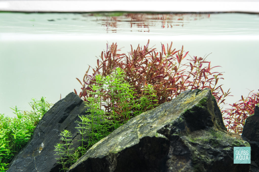 Rotala Bangladesh Aquarium Aquatic Stem Plant