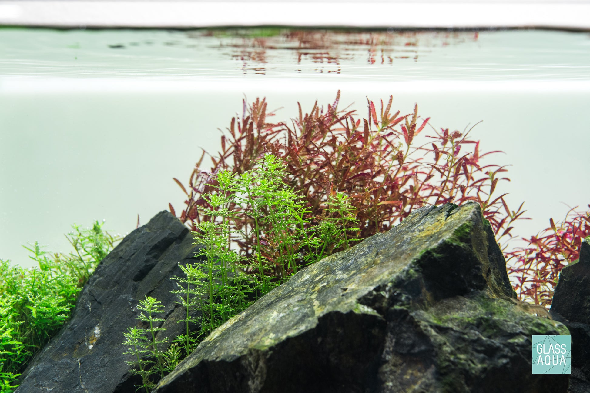 Rotala Bangladesh Aquarium Aquatic Stem Plant